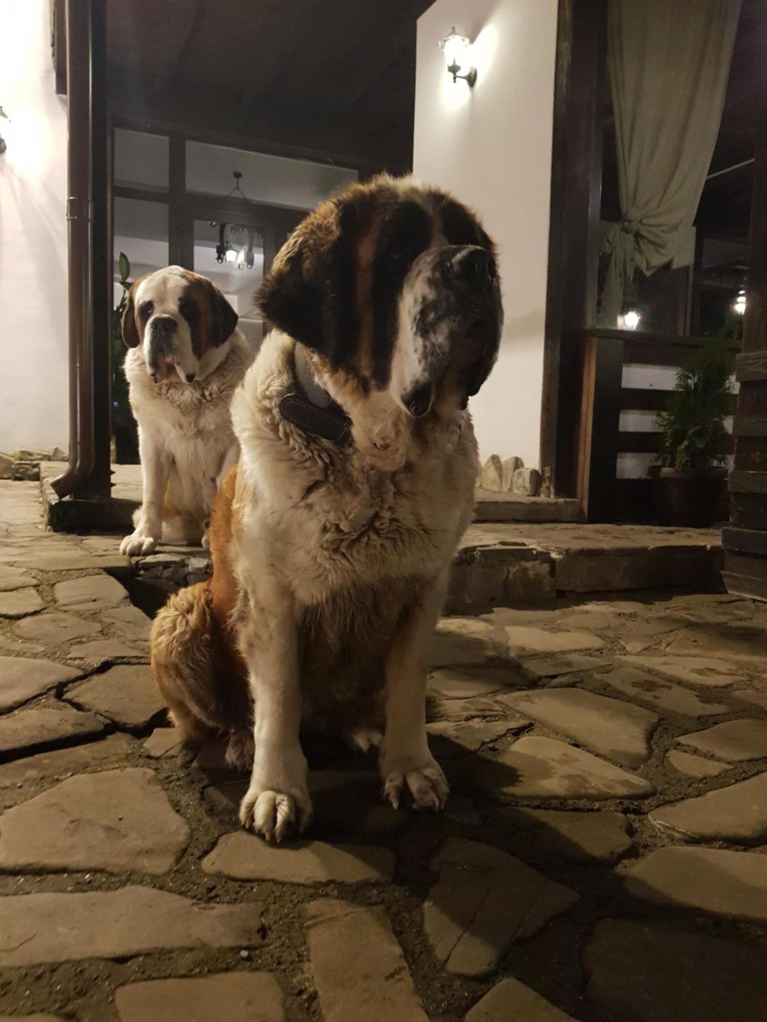 Casa Drumetului 3* Piatra Neamt